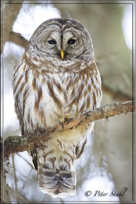 Barred Owl Full Frame.jpg