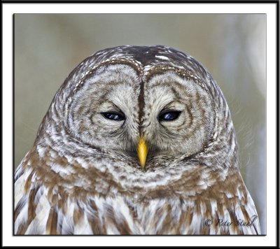 Barred owl portrait shot.jpg