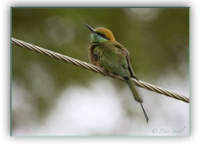 Green bee-eater.jpg