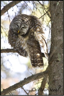 Barred owl sleepy.jpg