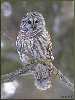 Barred owl evergreen.jpg