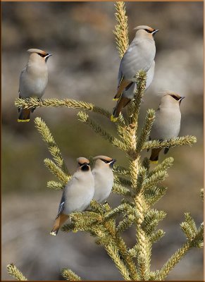 Bohemian waxwing group shot.jpg