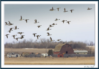 Ducks over the Farm.jpg