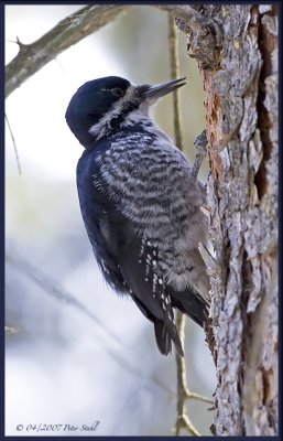 Blackbacked woodpecker female.jpg