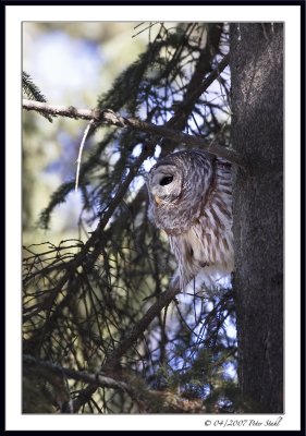 Barred owl sunrays.jpg