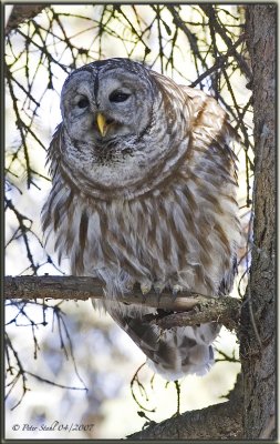 Barred owl talking.jpg