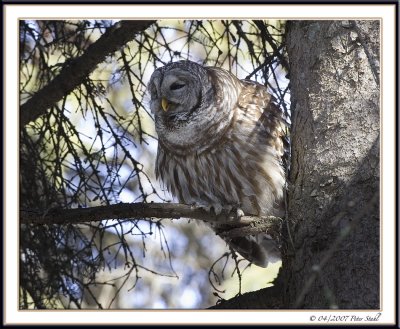 Barred Owl sidelight.jpg
