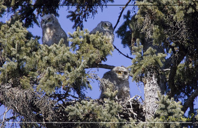 GHO owlets 3 in the tree.jpg