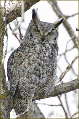 great horned owl 1000mm.jpg
