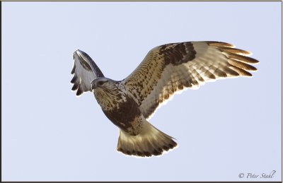 Roughed legged hawk backlit.jpg