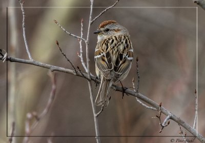 Tree sparrow.jpg