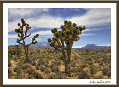 Joshua-Tree-desert.jpg