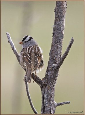 White crowned Sparrow.jpg