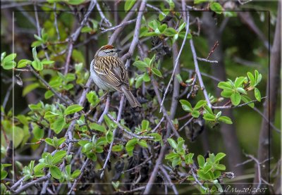 Chipping Sparrow 1.jpg