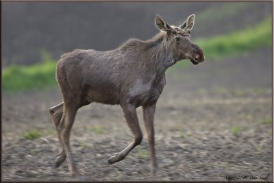 Moose on the run.jpg