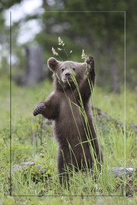 grizzly_cub
