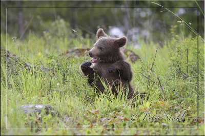 Grizzly-cub--Rosyjpg.jpg