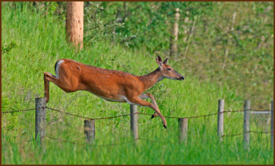 Deer--jumping copy.jpg