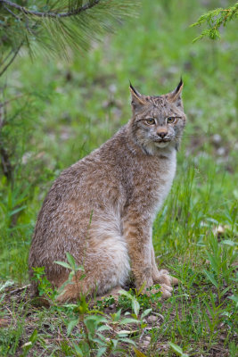Lynx-Full-frame.jpg
