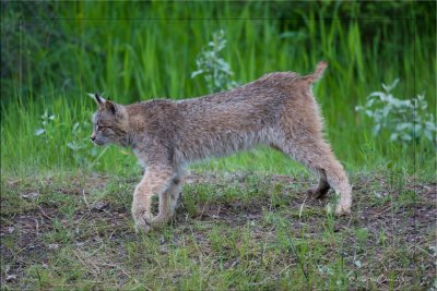 Lynx-full-body-profile.jpg