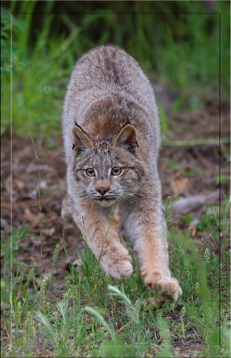 Lynx-2-.jpg