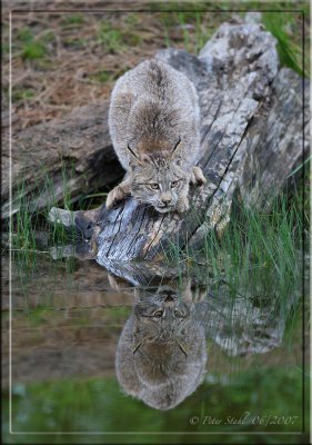 Lynx reflection 2.jpg