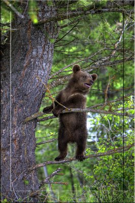 grizzly-cub-tree-Help.jpg