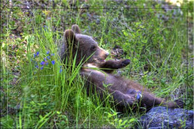 grizzly resting.jpg