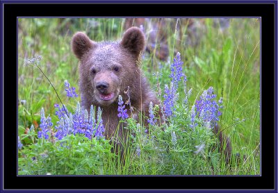 Grizzly cub  flowers copy.jpg