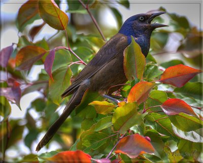 Grackle copy.jpg