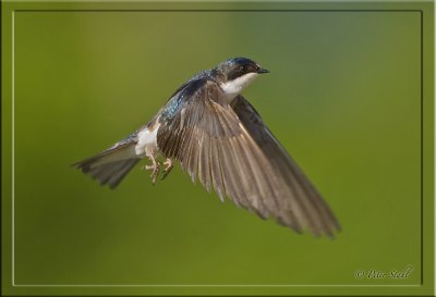 Swallow inf flight.jpg