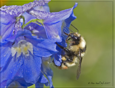 Bumble bee framed.jpg
