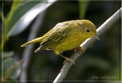 Yellow warbler.jpg