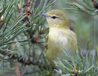 Tennesse warbler.jpg