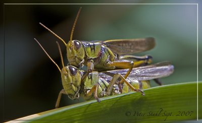 Mother nature Grasshoppers.jpg