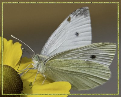 Butterfly-Edit.jpg
