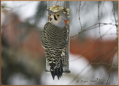 Flicker- Yellow shafted male psd.jpg