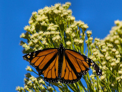 Monarch 1 lo rez.jpg