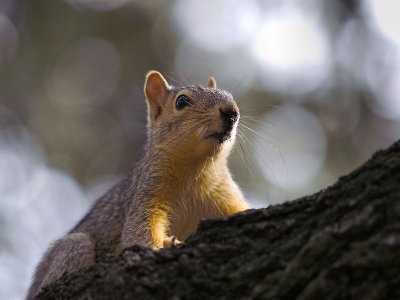 Squirrel 1.jpg