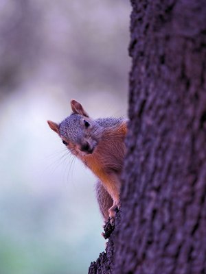 Squirrel 2.jpg