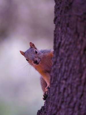 Squirrel 2a.jpg