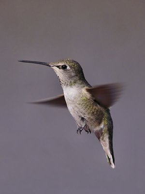 Hummer feeder 2 12_31.jpg