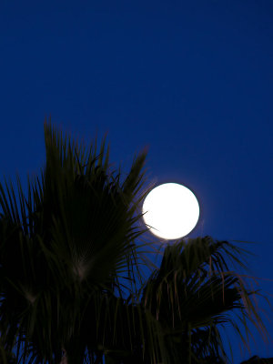 Moon over Palm 1.jpg