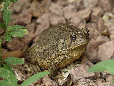 Toad 01.jpg