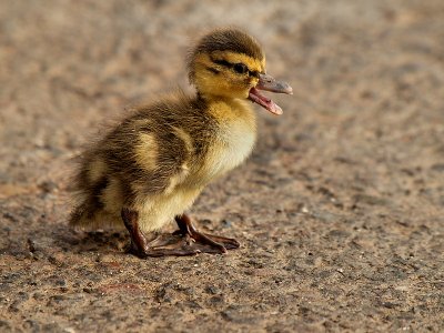 Duckling 01.jpg