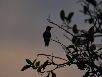 Hummingbird silhouette.jpg