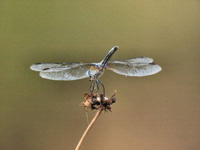 Blue Dancer 1.jpg