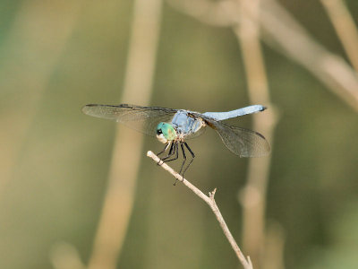 Blue Dancer 3.jpg