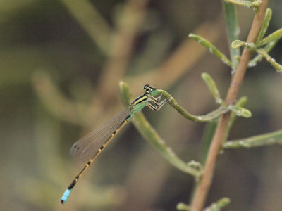 Desert Forktail 1.jpg