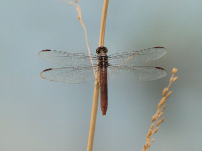 Female Roseate Skimmer 1.jpg